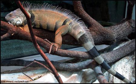 vous aimé bien les iguane