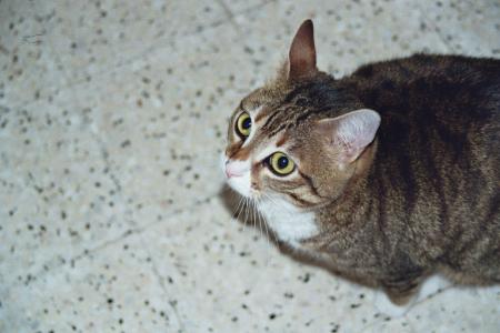 voici  mon chat